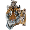Bengal Tiger and Hazy Tiger