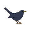 Blackbird *** blank