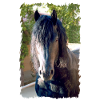 Friesian horse
