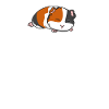 Guinea Pig