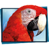 red macaw