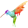 Kolibri
