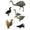 Poultry