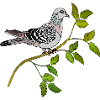 Vogel