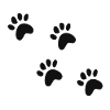 Cute cat / dog tracks