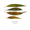 Bruchweide