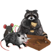 Racoon Opossum Mouse - Team Trash