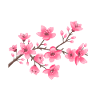 Cherry blossoms