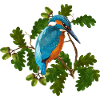 Vogel