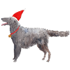 flatcoated retriever christmas