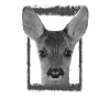 Fawn 5.1