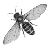 Original Bee Drawing Design