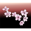 Cherry blossoms