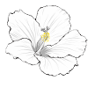 Hibiscus white
