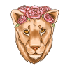 Lioness Lioness Lion