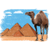 Chameau devant les pyramides