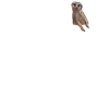 Suricate