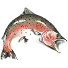 Lachs Forelle Fisch