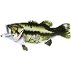 pêche carnassiers sandre sandre brochet