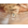 Jumping Spider