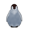 bébé pingouin