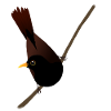 Blackbird digital