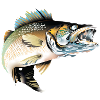 Pêche Zander