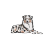 White Australian shepherd dog sketch