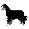 Bernese Mountain Dog