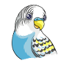 Beautiful blue budgie design