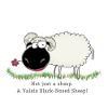 black nose sheep