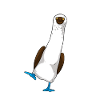 Blue-footed boobies