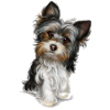 Cute dog