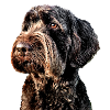 Griffin