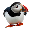 puffin