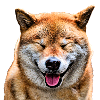 Shiba inu