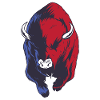 Bison Buffalo
