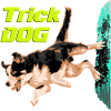 Agilité du chien trickdog