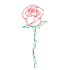 Rose flower