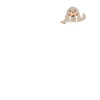 Walrus