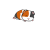 Guinea Pig