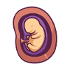 Un bébé dans l'utérus.