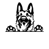 German shepherd dog