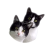 Team Cat