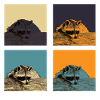 racoon