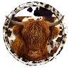 Vache Highland