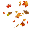 Beautiful autumn leaves