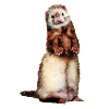 Frettchen