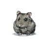 hamster