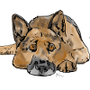 German. Shepherd dog